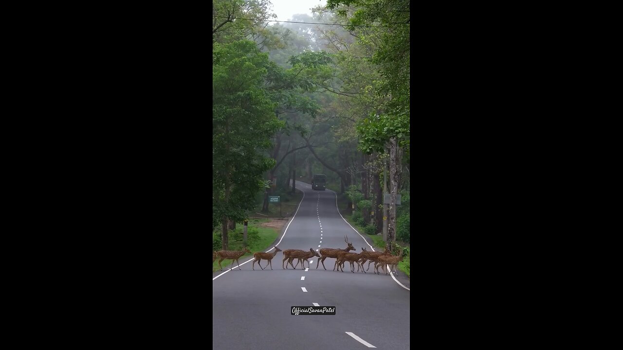 Natural View in Jungle