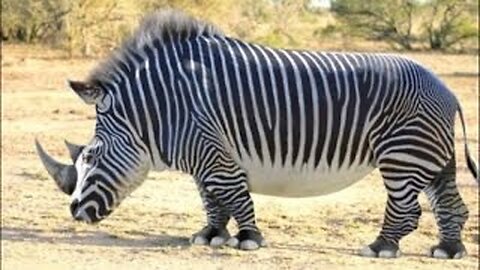 37 Rhino Zebra Hybrid Images That Were Finely Photoshopped
