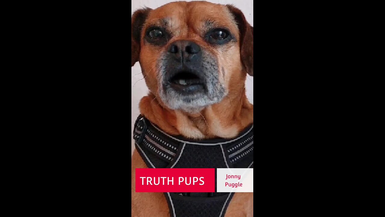 Truth Pups News | Trump Win - Election What to Expect