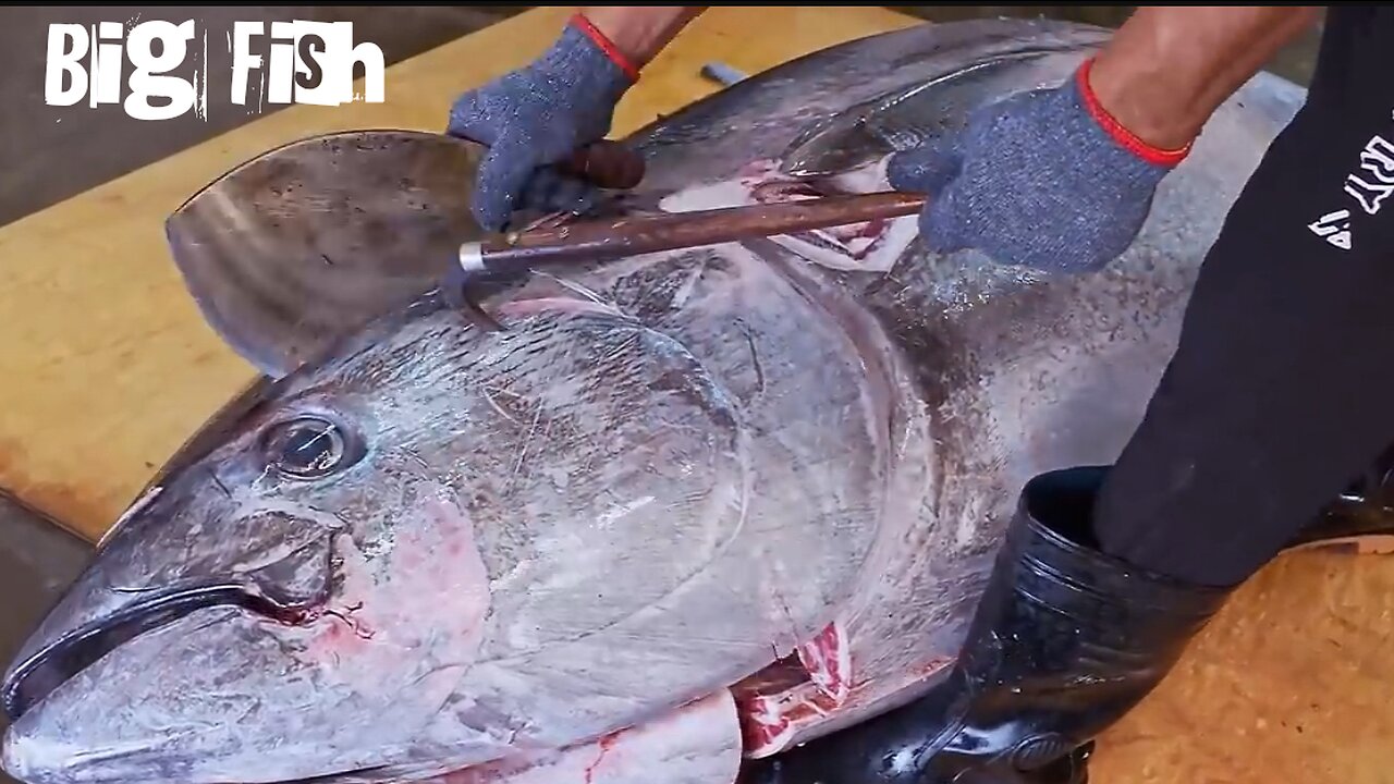 500 Pound Giant bluefin tuna fish cutting skills