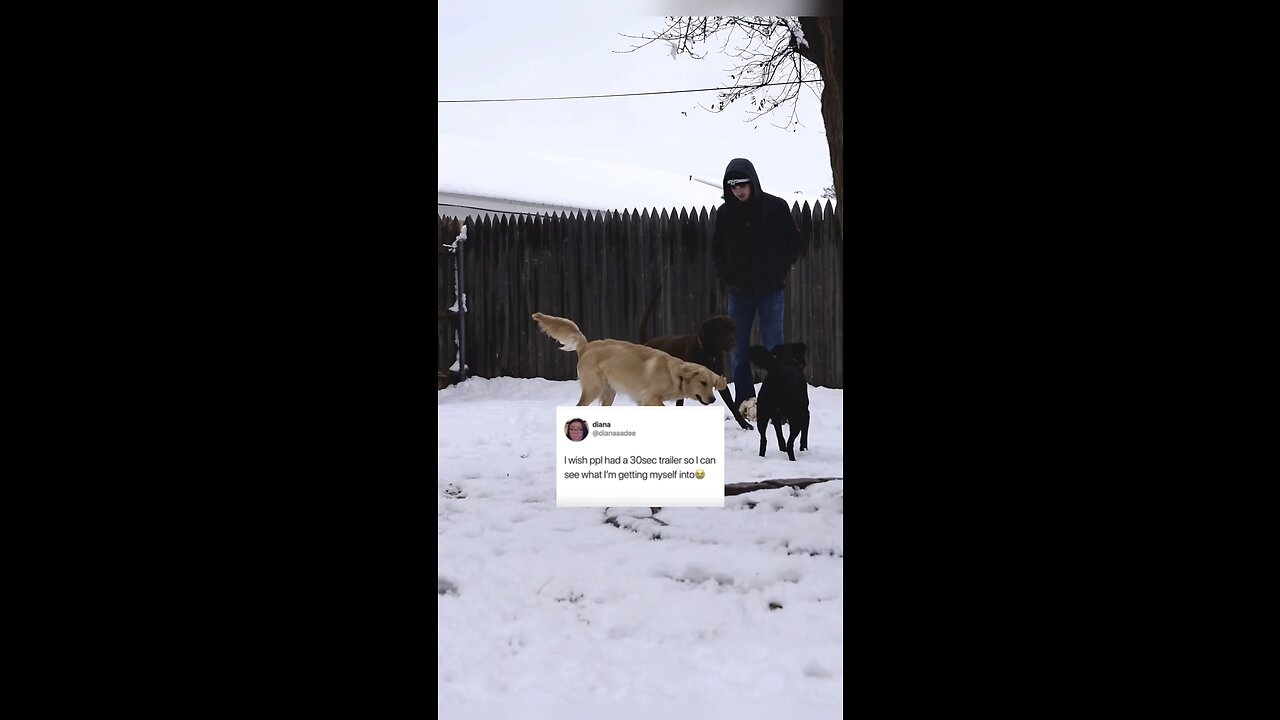 30 Second Trailer of Adorable Golden Retriever