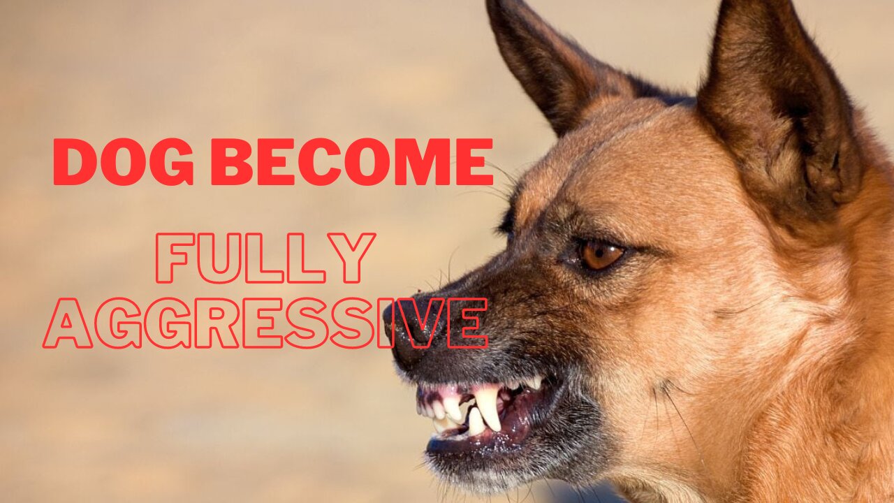 How To Make Dog Become Fully Aggressive With Few Simple Tips