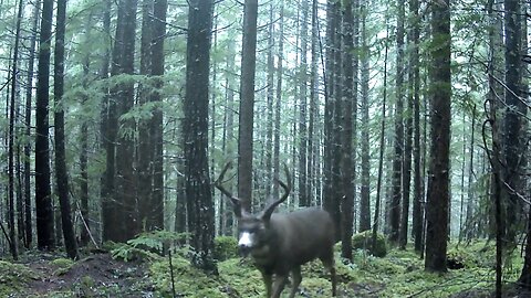 Blacktail Deer Hunting Inspiration: In Memory Of My Brother