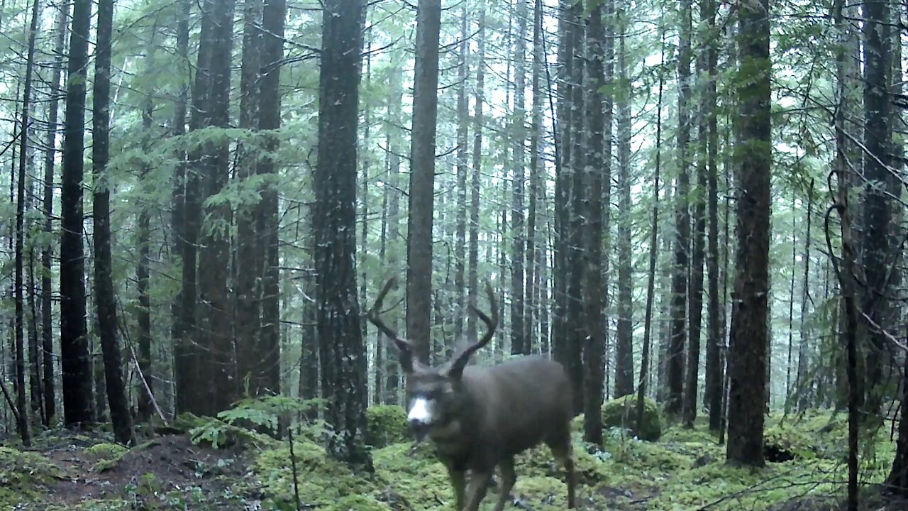 Blacktail Deer Hunting Inspiration: In Memory Of My Brother