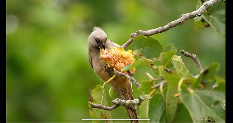 Cute birds❣️