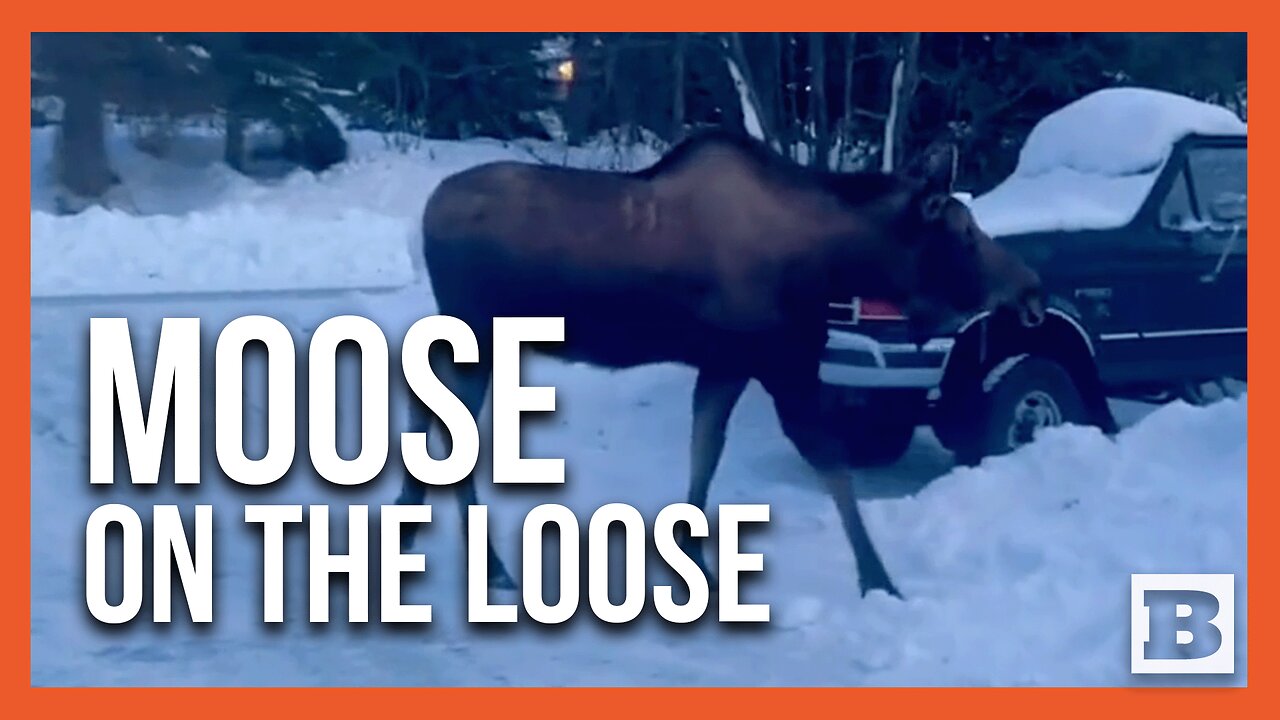 Close Encounter: Alaska Resident Crosses Paths with Majestic Moose Near Neighborhood