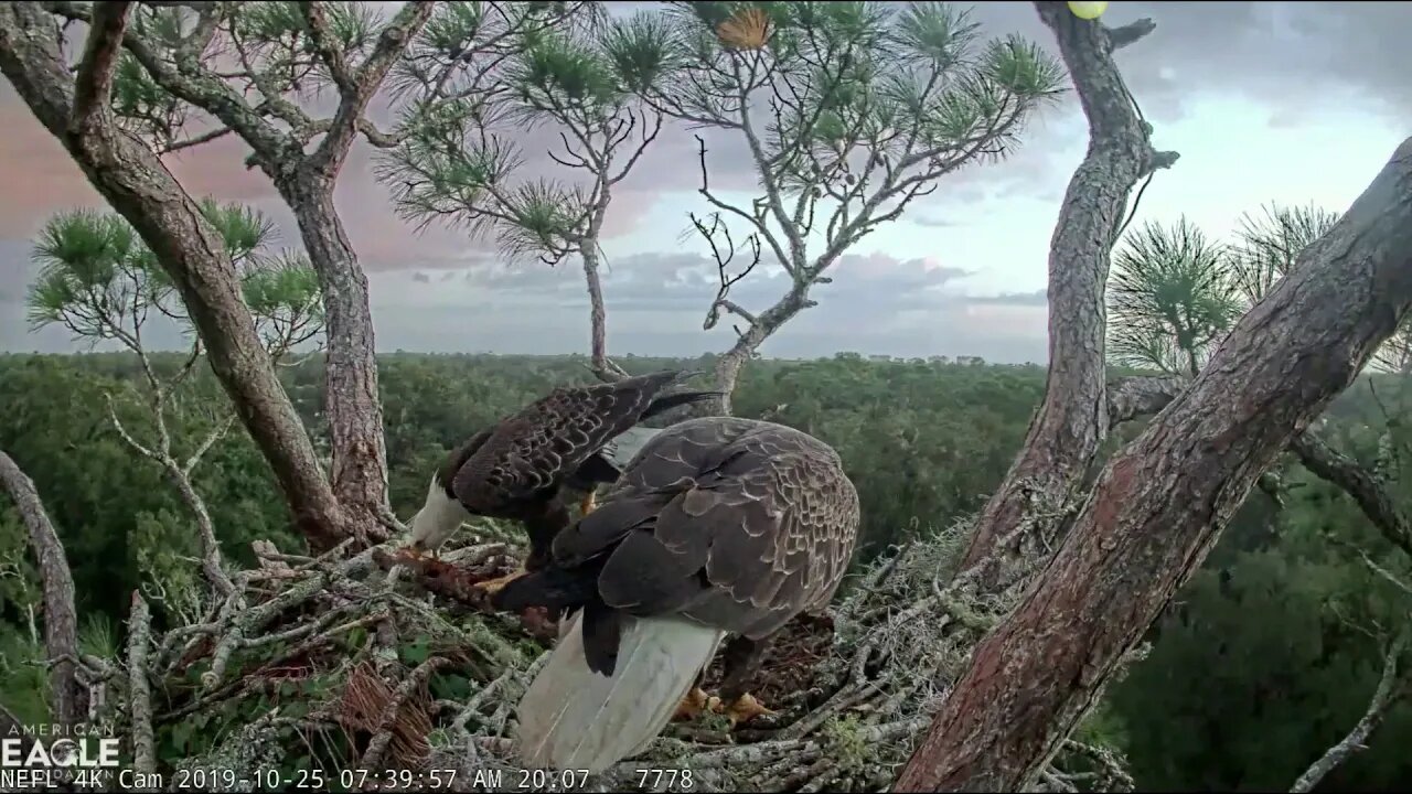 Samson is very proud of the tree trunk he brought for the nest. 10-25-19