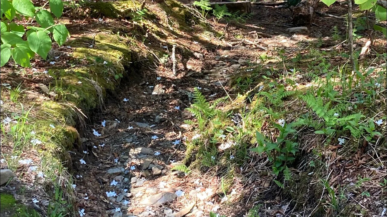 Hiking Trails Near Me Gatlinburg, Tennessee Elkmont Nature Trail