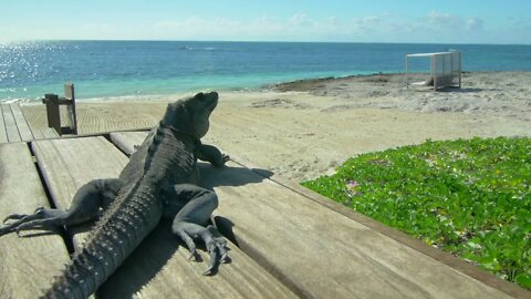 Iguana on tropical dock