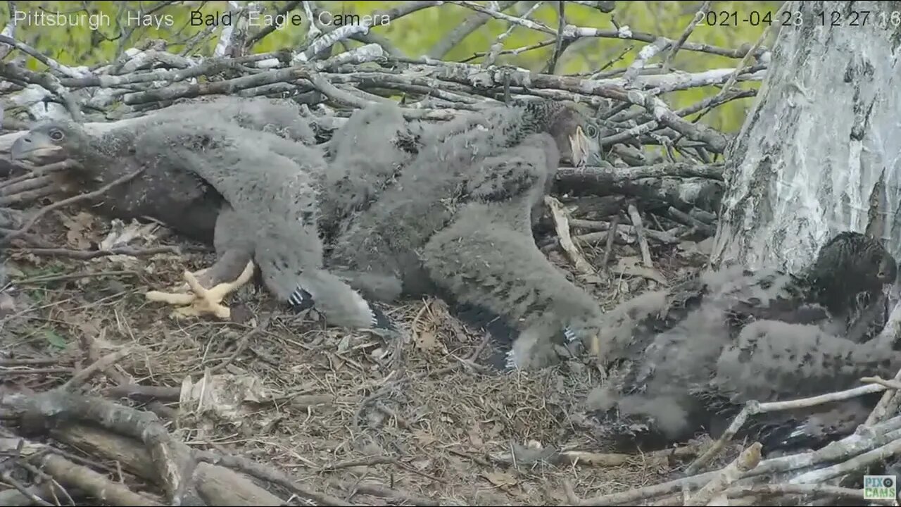 Hays Eaglets pin feather (week 4) study 2021 04 23 12 25 25 165