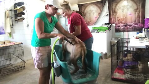 It's BATH day !!! LonelyCreek bullmastiff