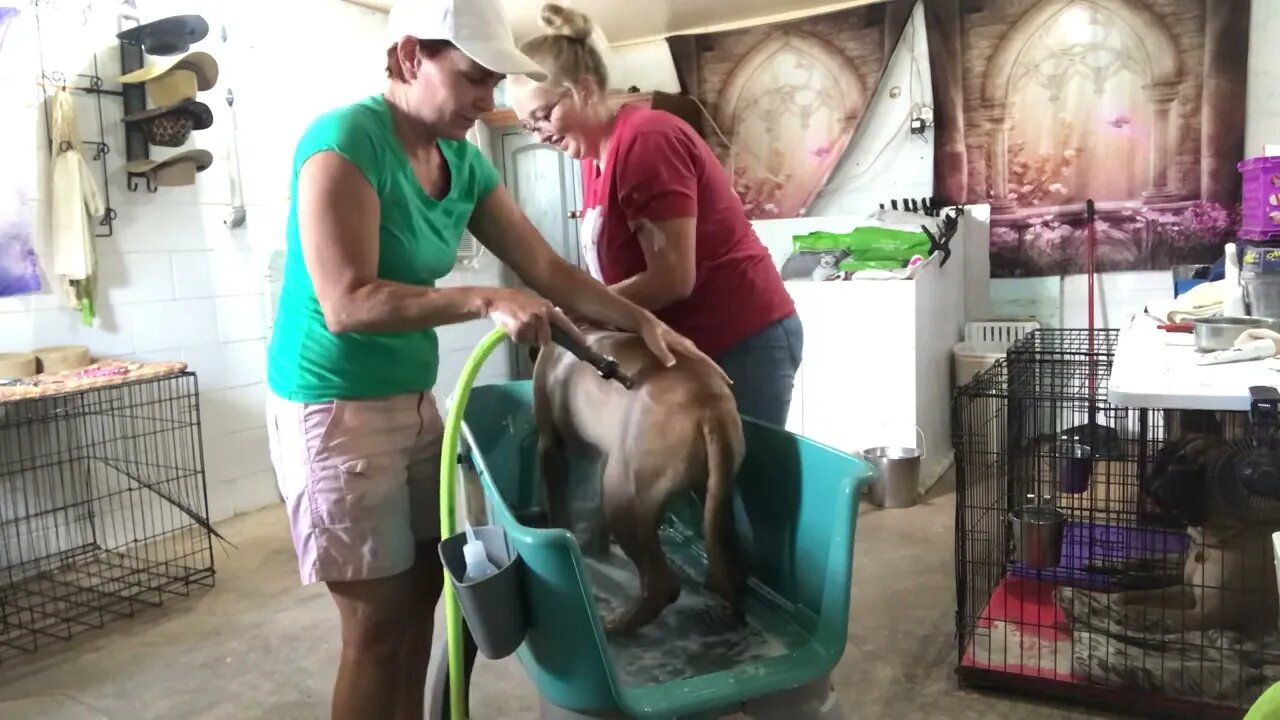 It's BATH day !!! LonelyCreek bullmastiff