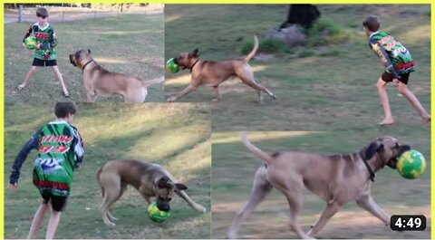 A dog and boy playing football