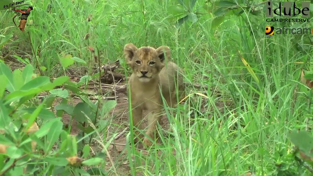 LIONS: Following The Pride 1: Introducing The New Lion Cubs!