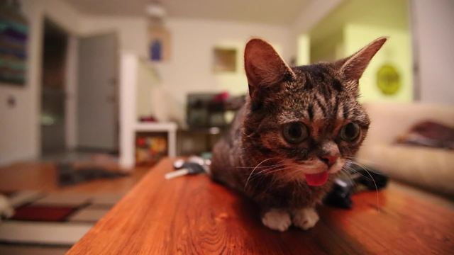 BUB MEETS MOTH