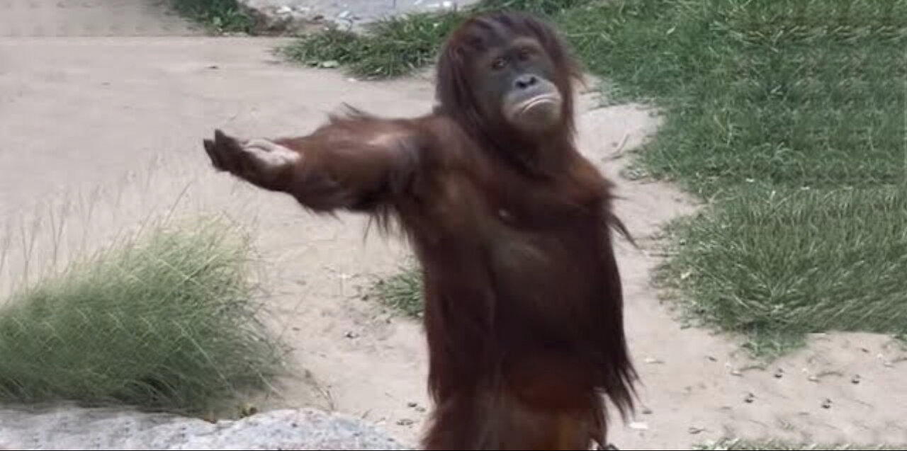 9.04 Laugh a Lot With The Funny Moments Of Monkevs • Funniest Animals Video