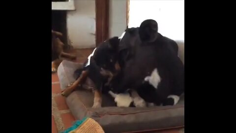 Cow & Dog