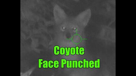 Head Shot on Coyote with Airgun