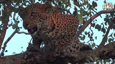 Young Male Leopard Up A Tree, Hyenas Below! (Presented By Gareth Mason)