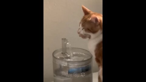 Funny animals