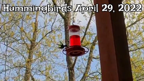 Hummingbirds April 29, 2022