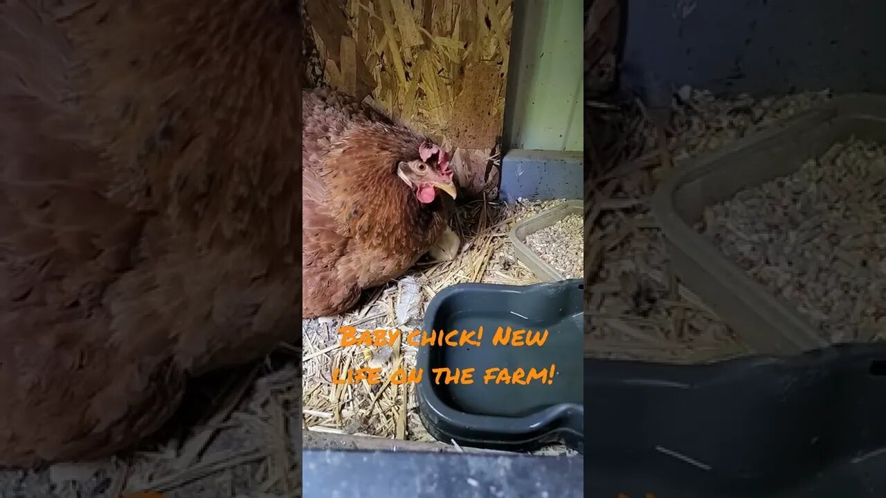 #farmstead #shorts #chicks