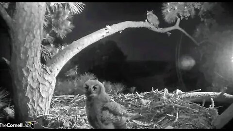 Mom Returns To Check On Her Owlet 🦉 4/15/22 23:13