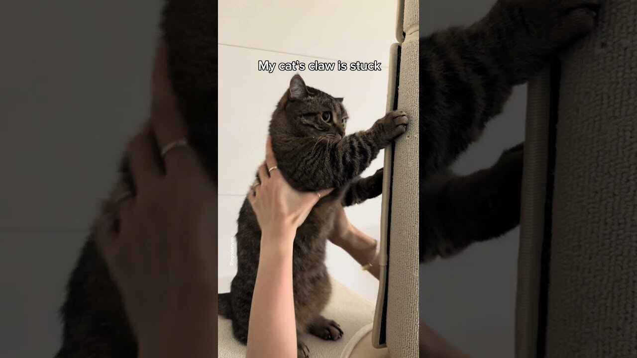 My cat in crisis!