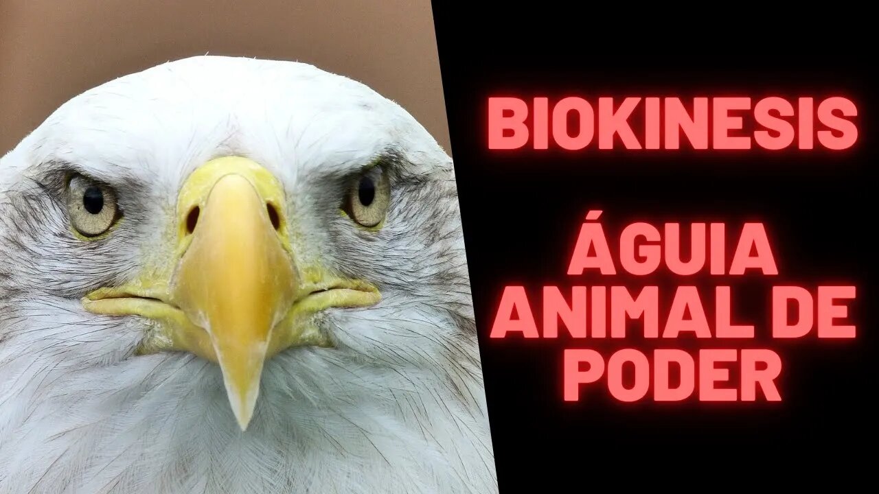 🦅 Biokinesis - Animal de Poder - Águia.