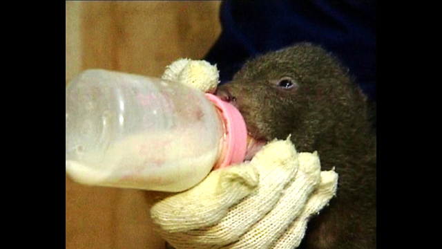 Orphaned Bear Cubs