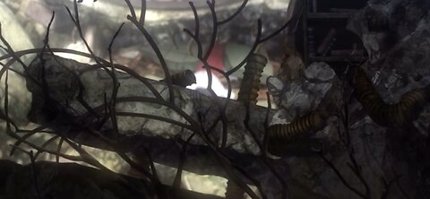 Gojo is the strongest. Like and follow.