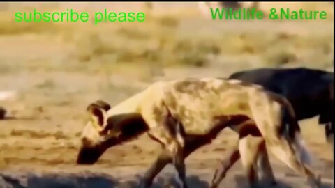 wildlife