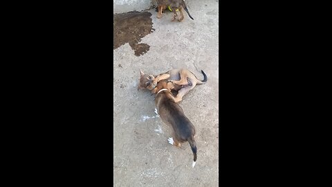 Dogs Playing 😁