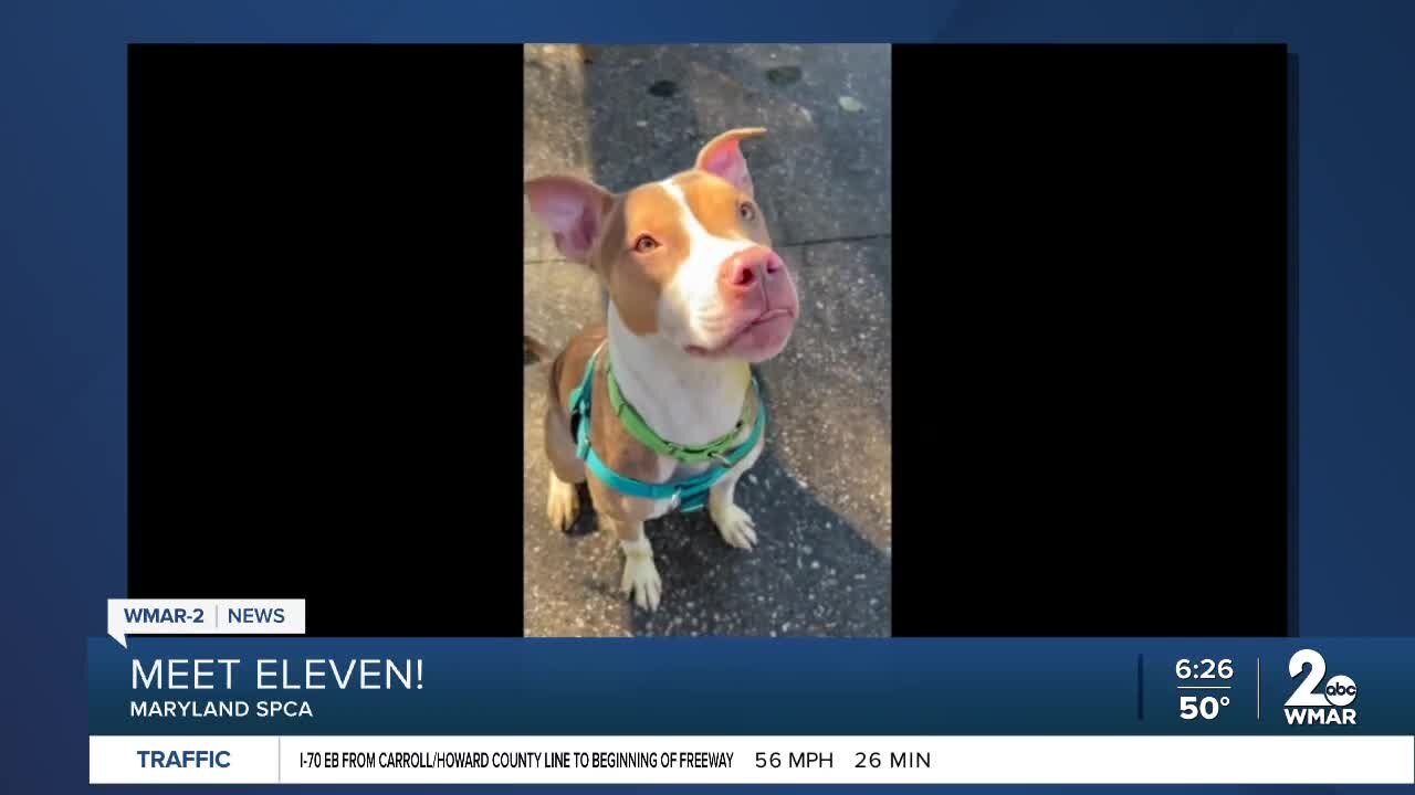 Eleven the dog is up for adoption at the Maryland SPCA