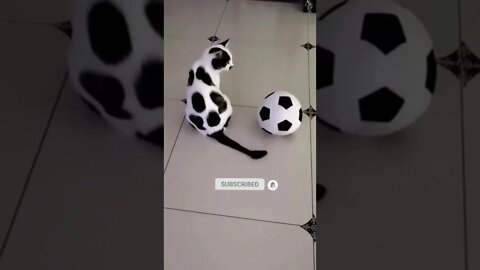 cute cat videos 😹 funny videos 😂 469 😻