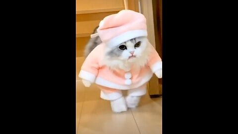 Cute cat