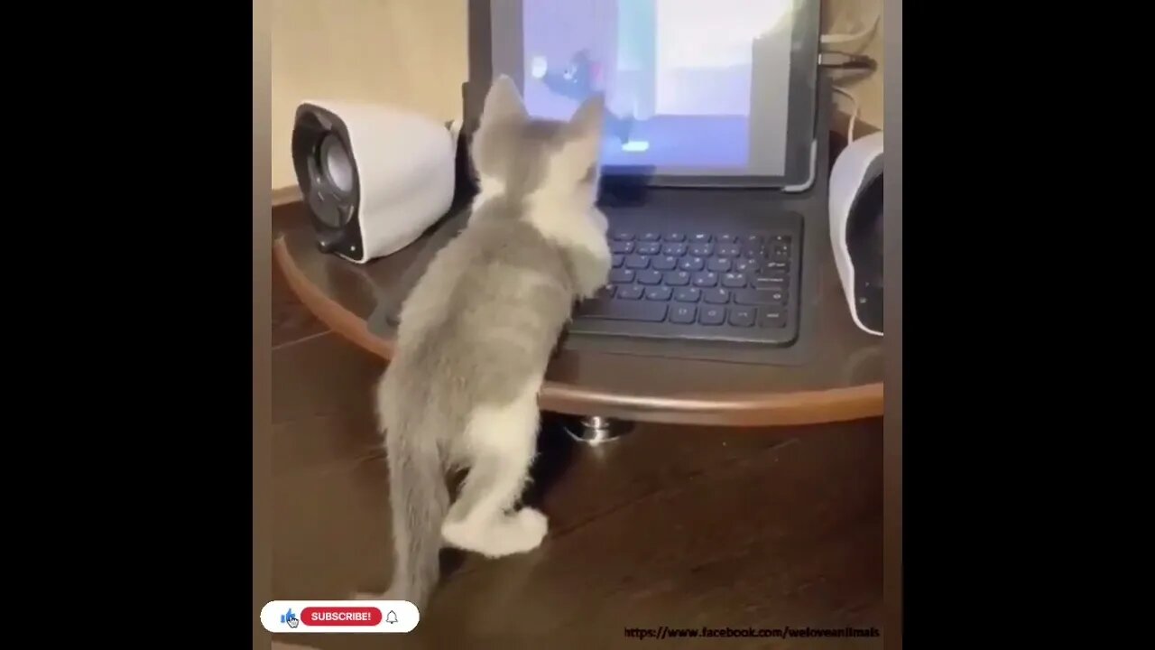 cute cat videos 😹 funny videos 😂1095