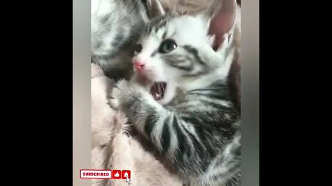 cute cat videos 😹 funny videos 😂1554