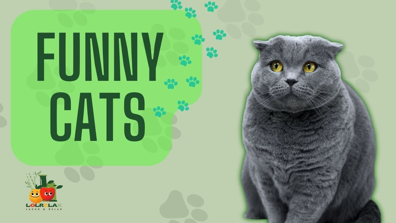 funny & cute cats