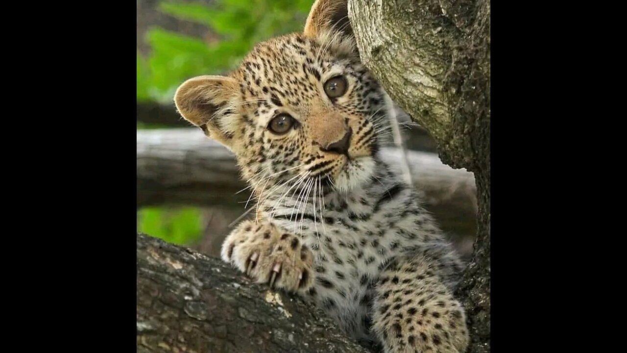 Leopard 🐆