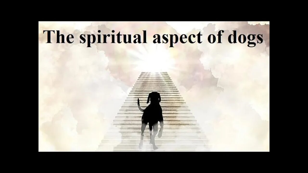 The spiritual aspect of dogs. (When The Spirit Takes Over)