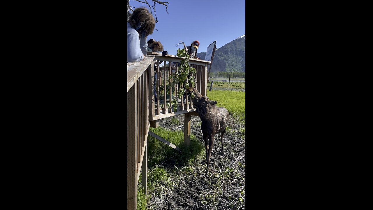 Feeding Jo The Moose