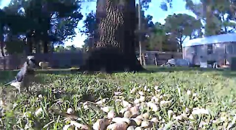 Blue jay eating a p nut