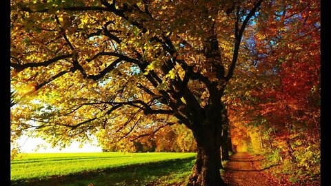 Autumn/Fall Season sounds | Still image [2-hour edition]
