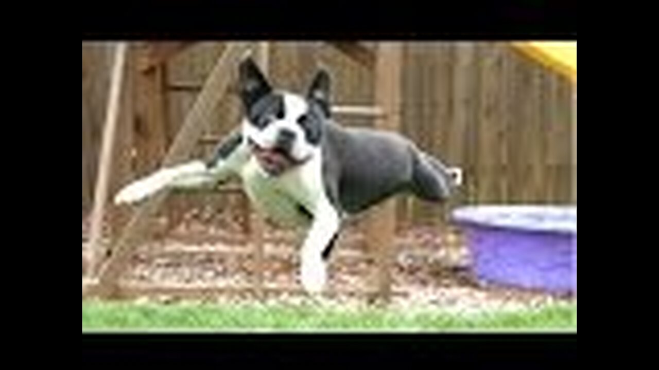 Dog Fails - A Funny Dog Jump Fails