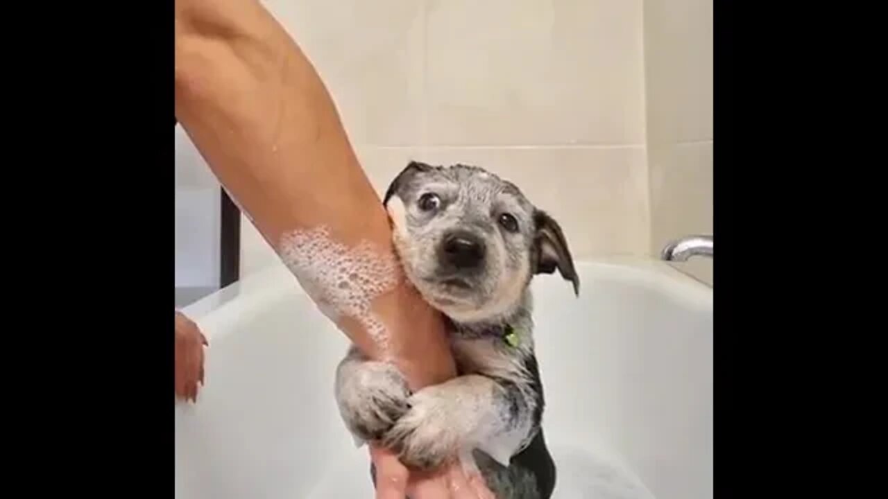 Puppy's First Bath