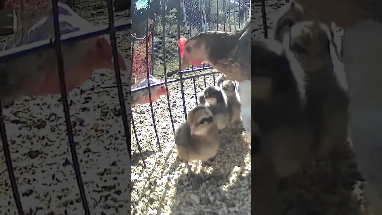 Guinea fowl pecks chick that is outside cage.