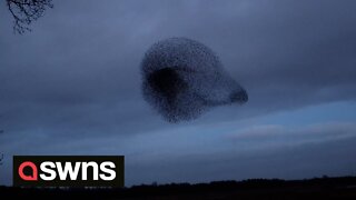 Photographer captures starling murmuration forming shape of MEERKAT'S HEAD