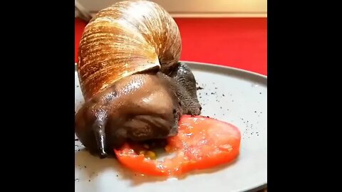 Snail eating a slice of tomato