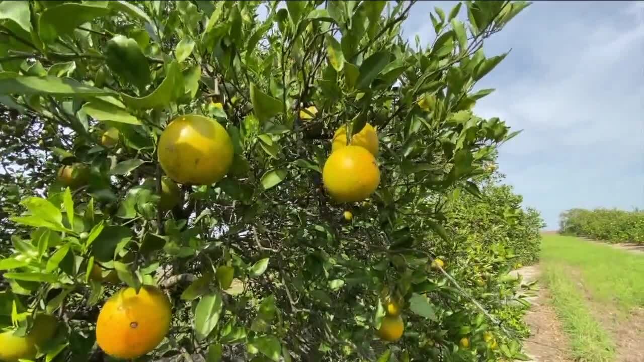 Florida citrus, strawberry growers prepare for cold Christmas weekend